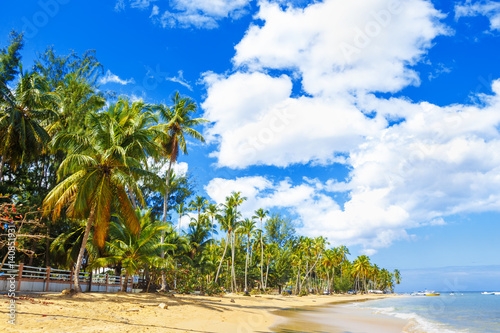 tropical caribbean landscape with palm trees and blue sky.