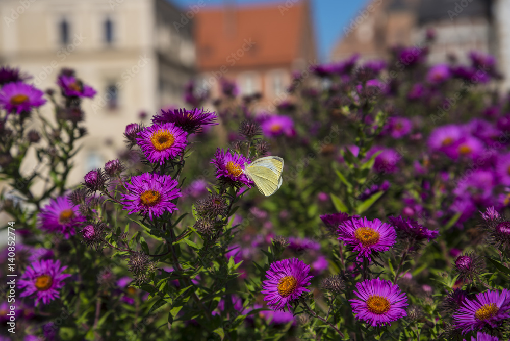 Royal Wawel Castle and Cathedral with its lovley Garden filled with Flowers in Krakow Poland