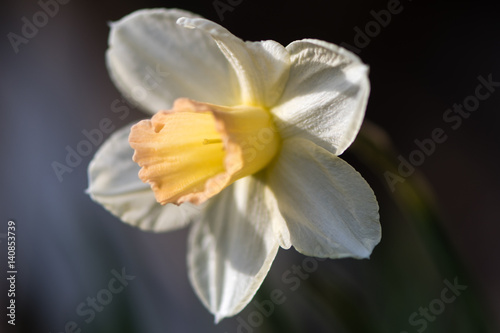 Daffodil Narcissus Waterperry flower. Dainty yellow and ivory white flower of spring perennial plant in the Amaryllidaceae  amaryllis  family  in Bath Botanical Gardens  UK