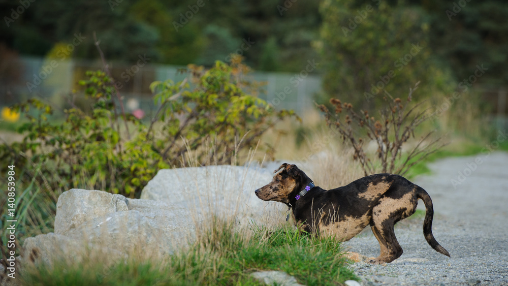 Catahoula Leopard Dog playing along park trail Catahoula Leopard Dog playing along park trail