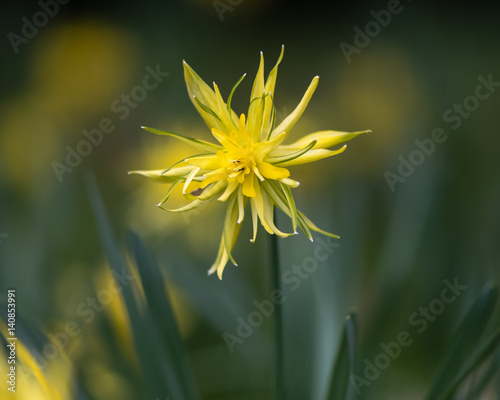 Fototapeta Naklejka Na Ścianę i Meble -  Daffodil Narcissus Rip van winkle flowering. Yellow flower of spring perennial plant in the Amaryllidaceae (amaryllis) family, in Bath Botanical Gardens, UK