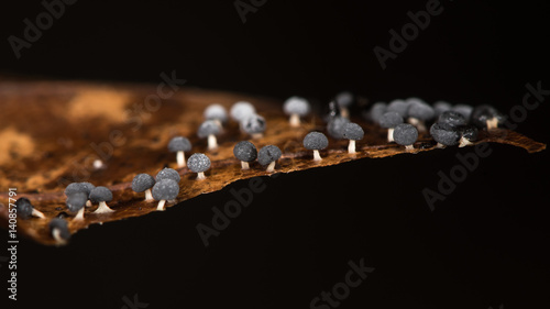 Tiny black slime mould on beech (Fagus sylvatica) leaf. Colony of small black mushrooms on leaf litter in British beech woodland photo