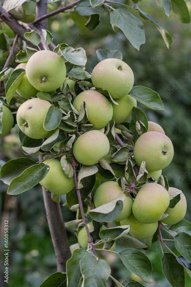 apple apple