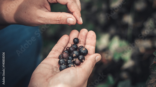 blackcurrant