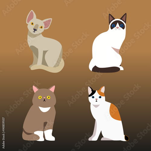 Cat breed cute pet portrait fluffy young adorable cartoon animal and pretty f...