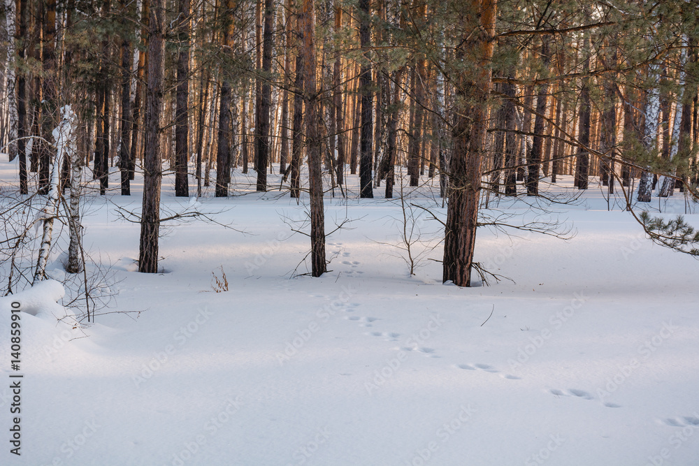 The winter forest under snow. The wood in Siberia in the winter. The wood in Russia in the winter. The winter forest under snow. The wood in Siberia in the winter. The wood in Russia in the winter.