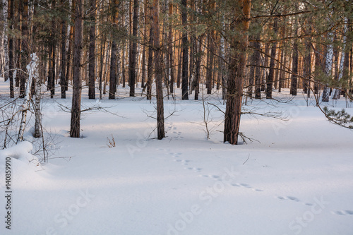 The winter forest under snow. The wood in Siberia in the winter. The wood in Russia in the winter.