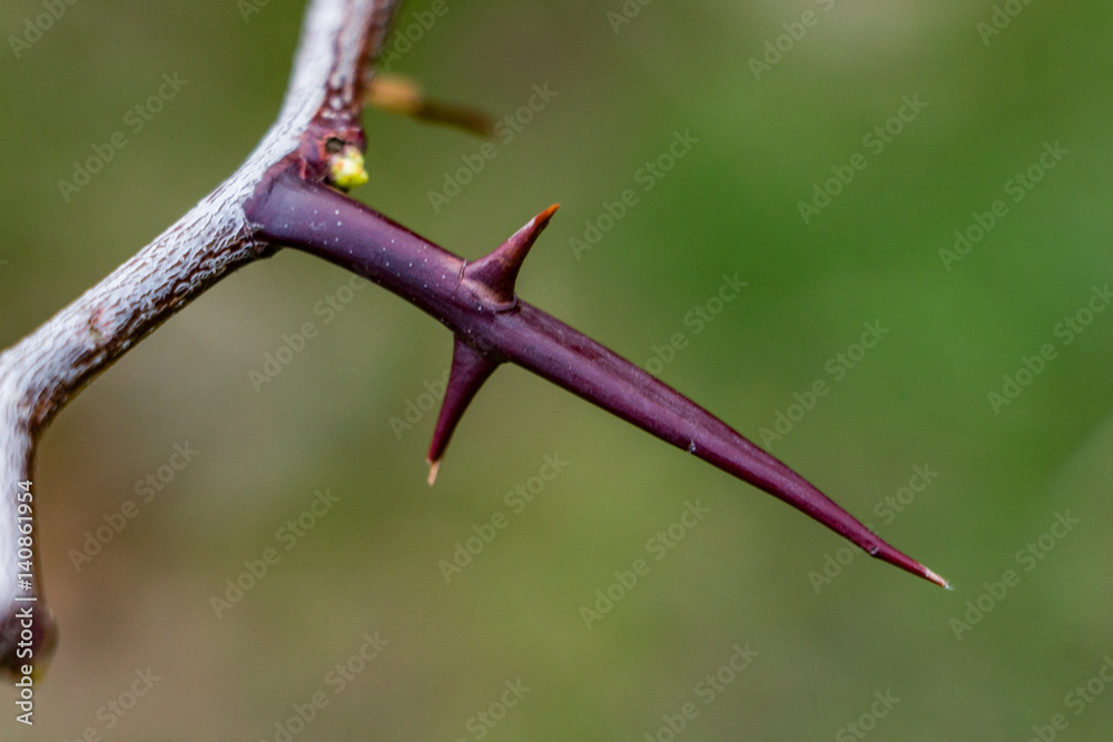 Thorn Bush Thorn Bush