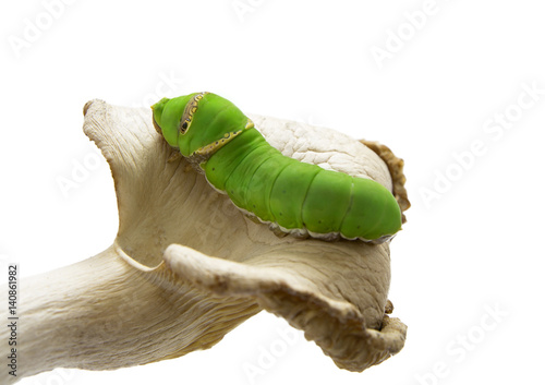 caterpillar crawl over the mushrooms on white background.