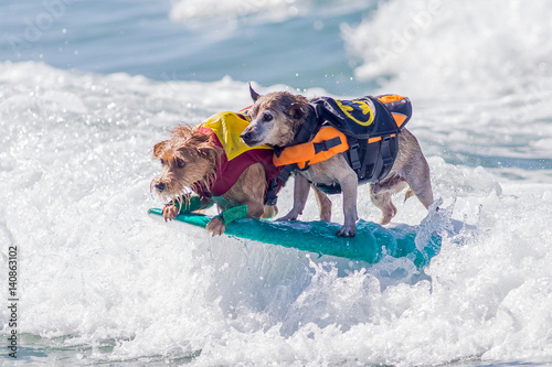 surf dog surfing at dog beach