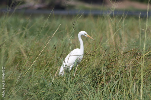 Crane in Botswana