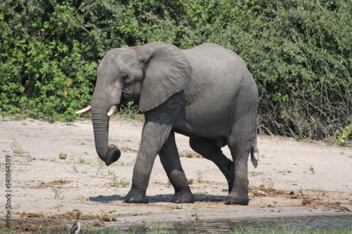 Elephants in Botswanna photo