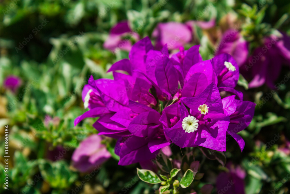 The plant with bright violet flowers. Horizontal close-up shot of pretty bright purple colored flowers. The plant with bright violet flowers. Horizontal close-up shot of pretty bright purple colored flowers.