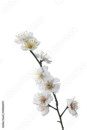 梅の花