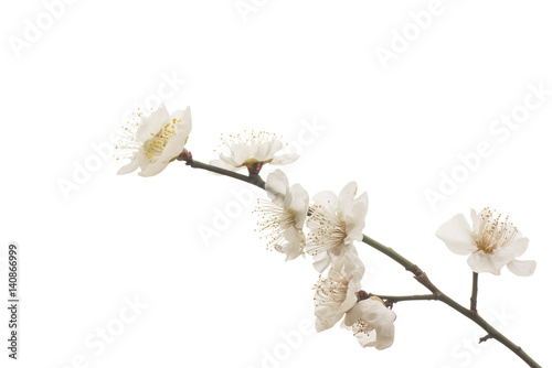 梅の花
