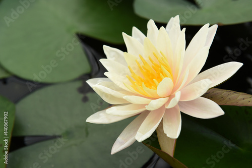 White lotus flowers 