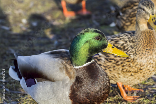 Ducks feeding-Salaspils town pond, winter time photo