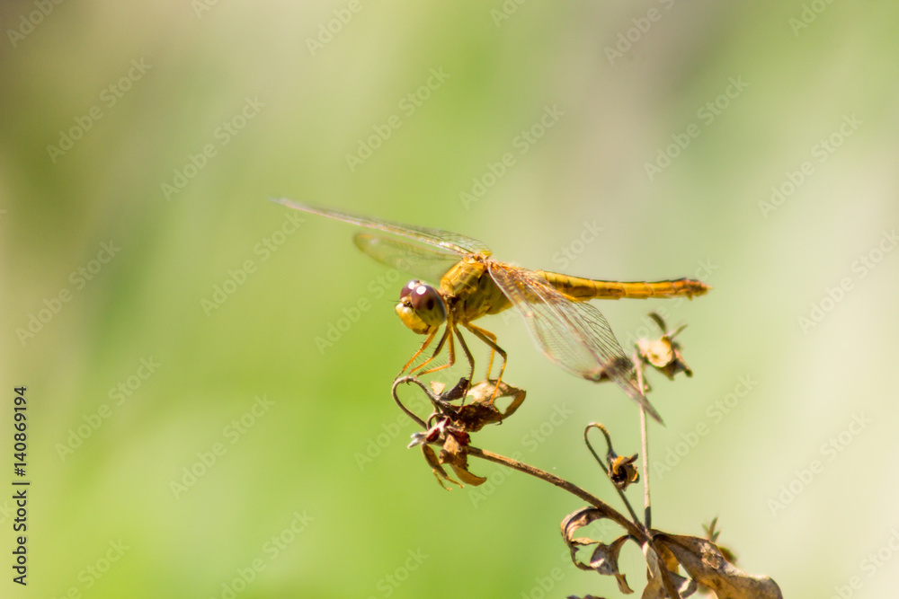 dragonfly in the nature habitat. dragonfly in the nature habitat.