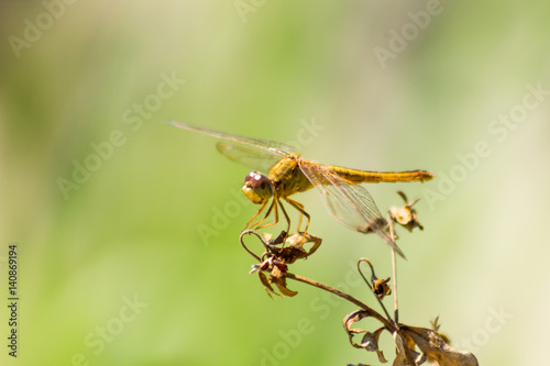 dragonfly in the nature habitat.