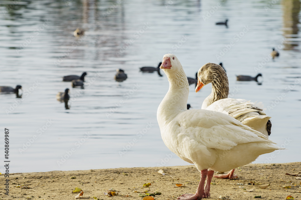Fototapeta premium Beautiful Domestic Goose