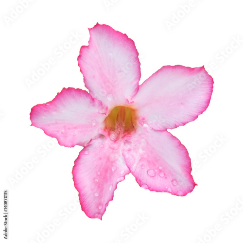Desert Rose tropical flower with water drop. Isolated on white background. Clipping paths included.