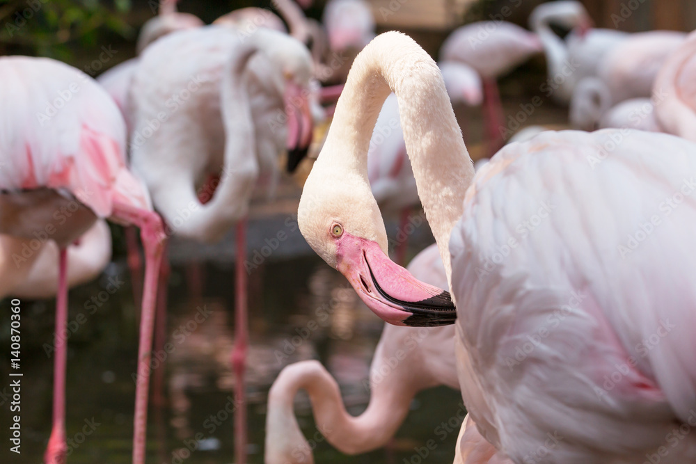 Naklejka premium Pink flamingo