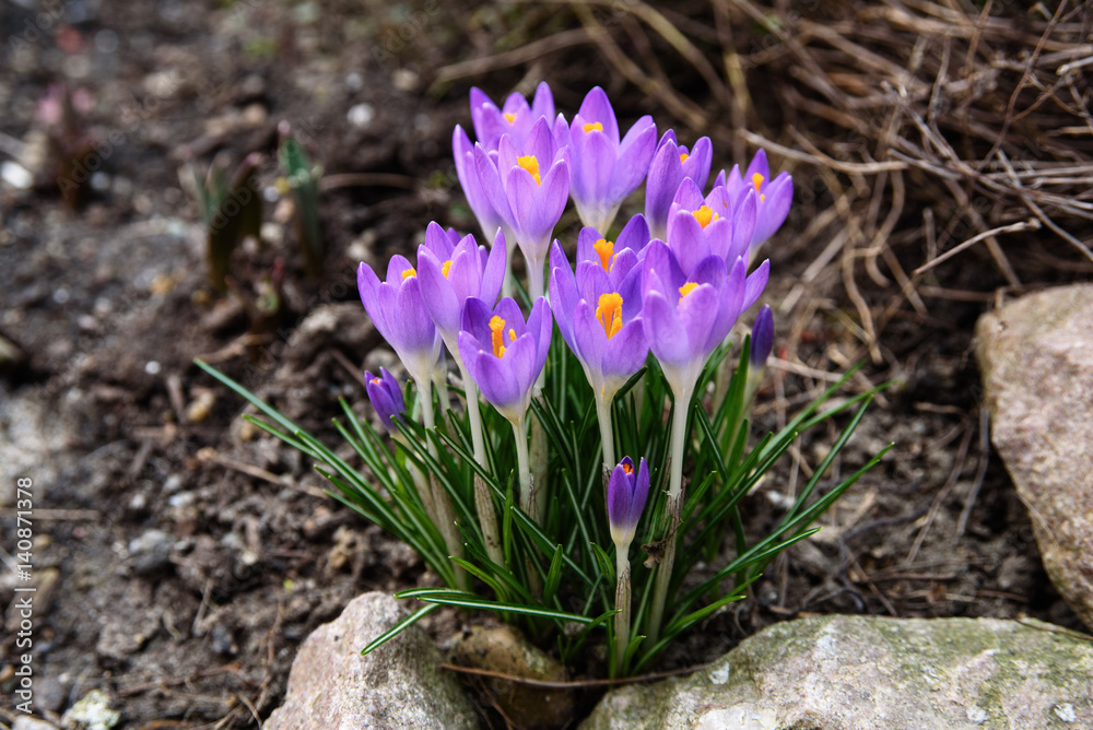 Beautiful violet crocuses flowers, the first sign of spring. Seasonal Easter natural background.