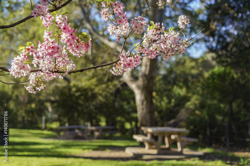 Beautiful cherry blossom at Schabarum Regional Park