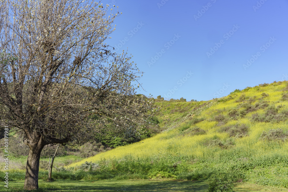 Beautiful yellow wild flower blossom at Schabarum Regional Park