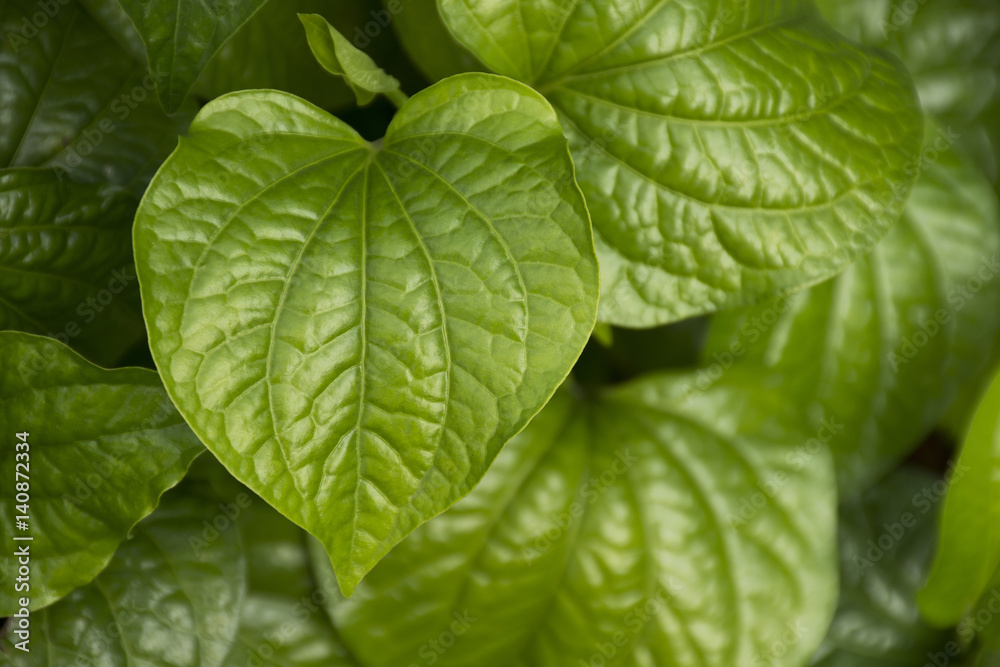 The leaves green beauty of natural The leaves green beauty of natural