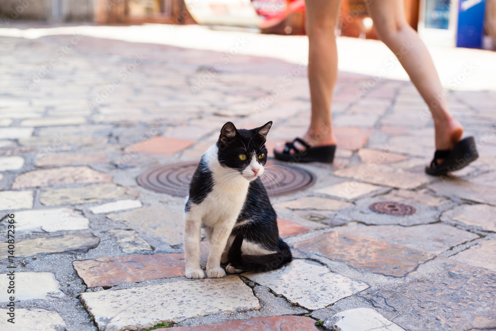 Stray cat sitting on the ground, streets of Kotor, the city with the cats in Montenegro