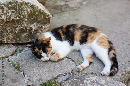 Stray cat laying on the ground, streets of Kotor, the city with the cats in Montenegro