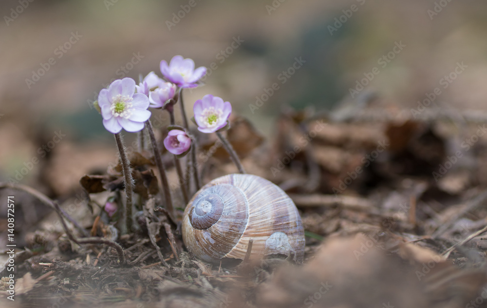 Leberblümchen mit Schneckenhaus
