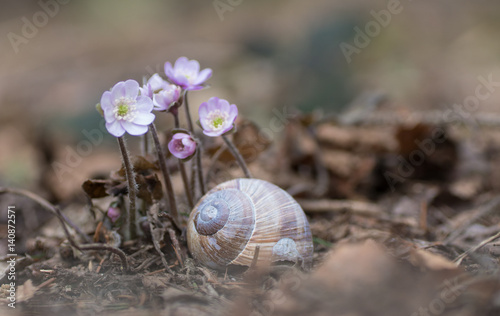 Leberblümchen mit Schneckenhaus