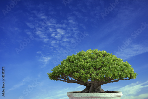 A bonsai tree and the blue sky