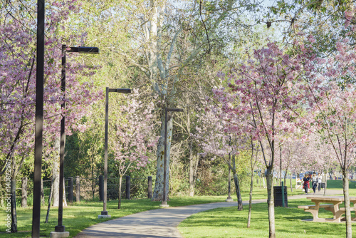 Beautiful cherry blossom at Schabarum Regional Park photo