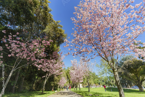 Fototapeta Naklejka Na Ścianę i Meble -  Beautiful cherry blossom at Schabarum Regional Park