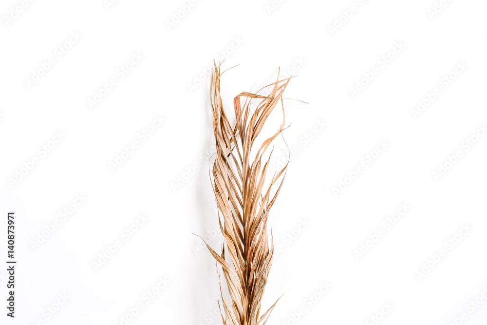 Dry plant branch. Flat lay, top view Dry plant branch. Flat lay, top view