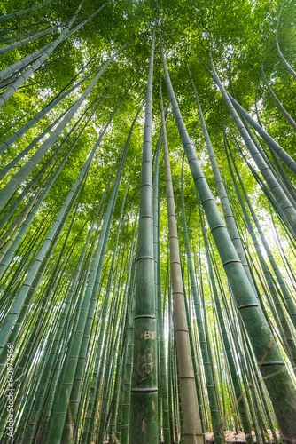 Tall bamboo trees at Arashiyama Bamboo Grove - Kyoto  Japan
