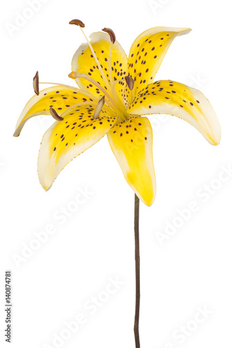 Fototapeta Naklejka Na Ścianę i Meble -  lily flower isolated