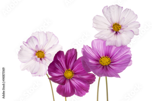 cosmos flower isolated