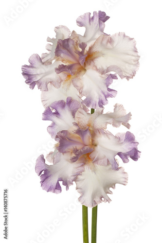 Fototapeta Naklejka Na Ścianę i Meble -  iris flower isolated