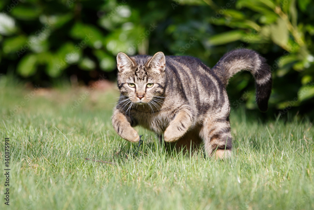 Jagende Katze