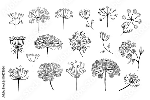 Set of vector different types of inflorescence, isolated on white. Compound inflorescence. Dill or fennel flowers and leaves. Stylized hand drawn vector illustration