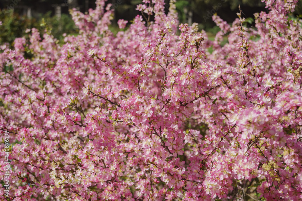 Beautiful almond flower blossom at Descanso Garden