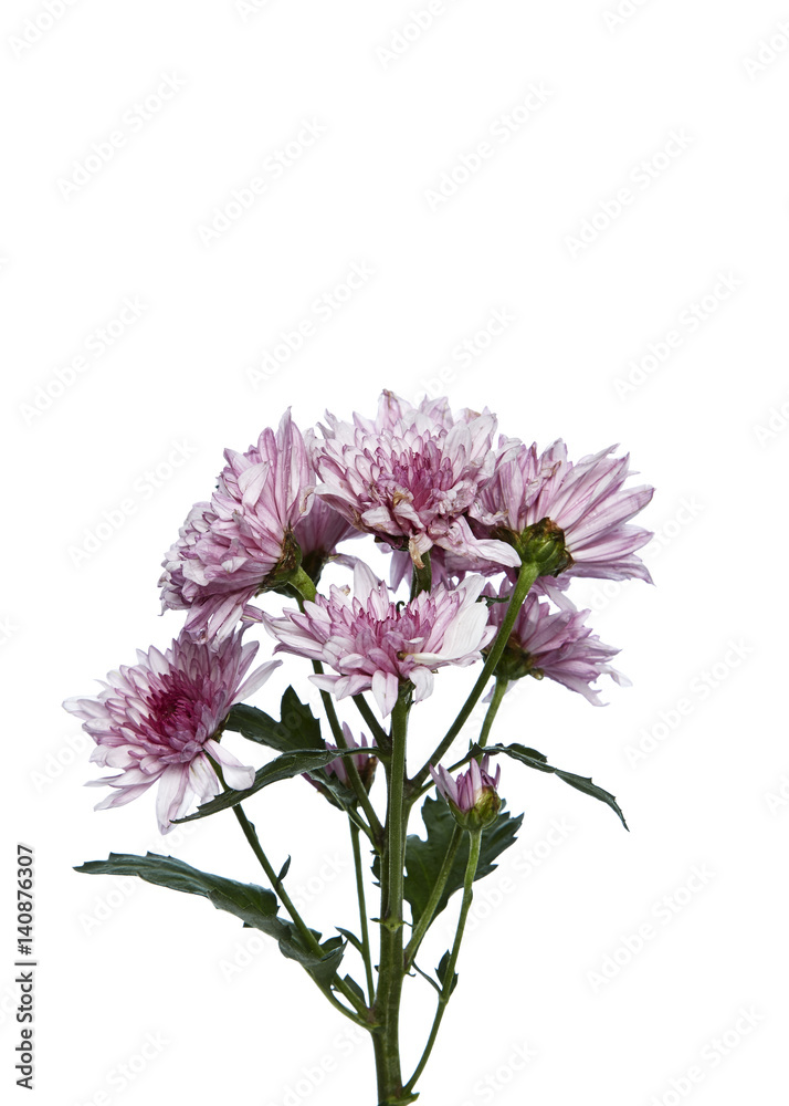 Fototapeta premium beautiful Pink chrysanthemum
