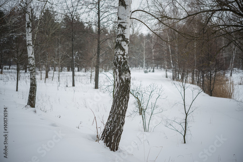 Winter. Snow. Birches.