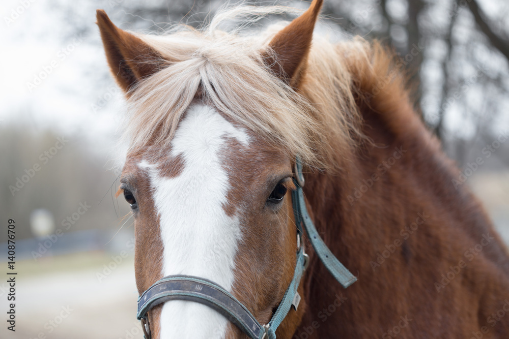 Thoroughbred horse in the pen for paddock