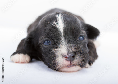 havanese dog puppy newborn on white background © bina01