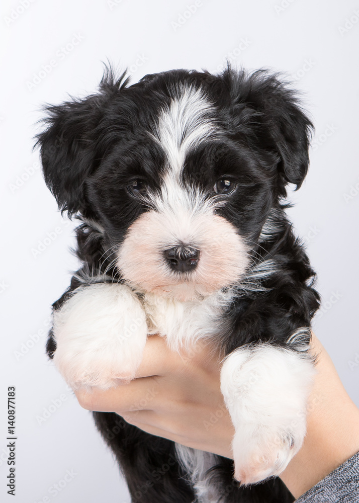 havanese dog puppy newborn on white background havanese dog puppy newborn on white background